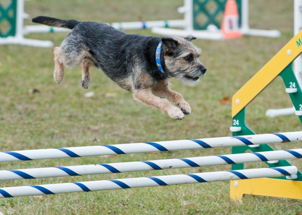 #40. Border terrier (tie)